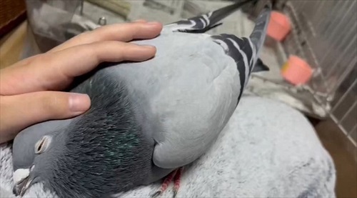 ハトはこんなにも人間を愛してくれる