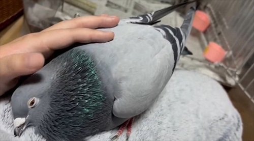 ハトはこんなにも人間を愛してくれる