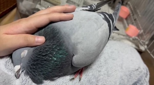 ハトはこんなにも人間を愛してくれる