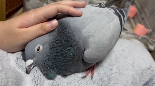 ハトはこんなにも人間を愛してくれる