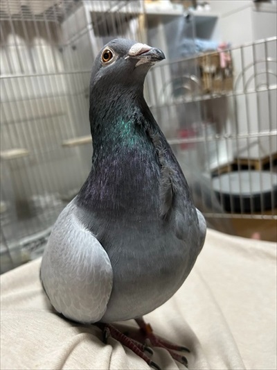 ハトはこんなにも人間を愛してくれる