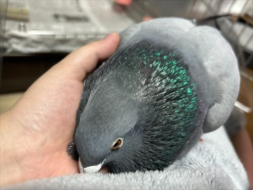 ハトはこんなにも人間を愛してくれる