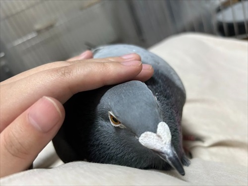 ハトはこんなにも人間を愛してくれる