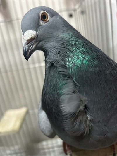 ハトはこんなにも人間を愛してくれる