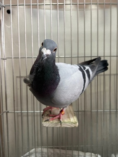 ハトはこんなにも人間を愛してくれる