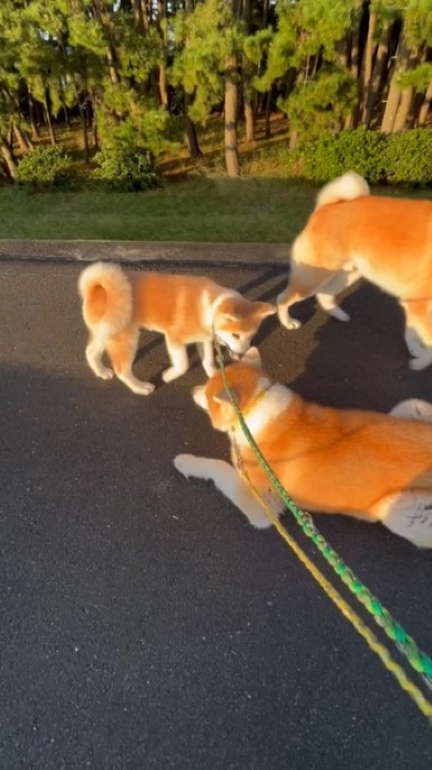 お散歩拒否をする犬