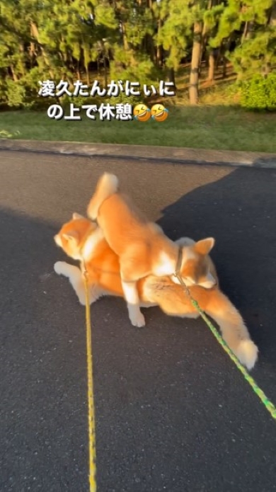 うずくまる兄犬にまたがる弟犬