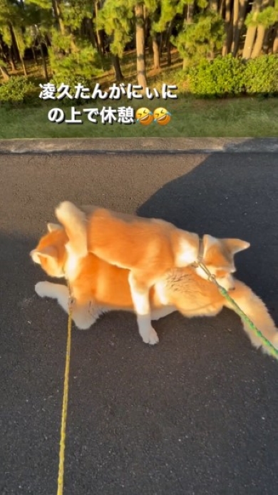 兄犬の上で休憩する弟犬