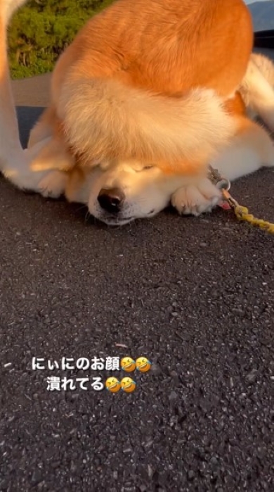 顔が潰れた犬