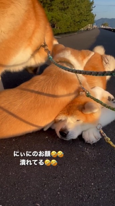 顔が潰れた犬