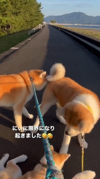 起き上がった犬