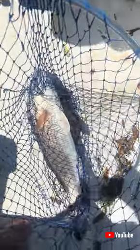 釣れた魚