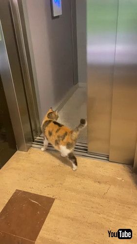 「Adorable Multicolored Cat Takes Ride in Elevator || ViralHog」