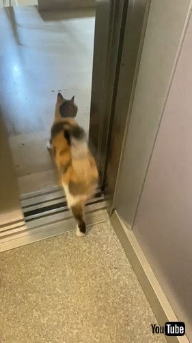 するりと出て行った猫