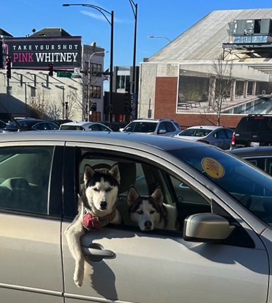 イケメンワンコにナンパをされた瞬間を捉えた写真