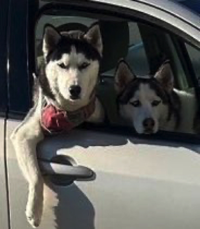 整ったお顔のシベリアン・ハスキー