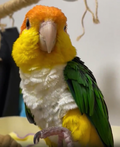 シロハラインコの男の子