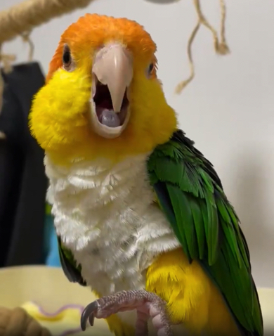「ミャウミャウ」と鳴くシロハラインコ