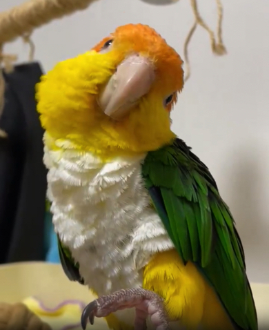 首を傾げるシロハラインコ