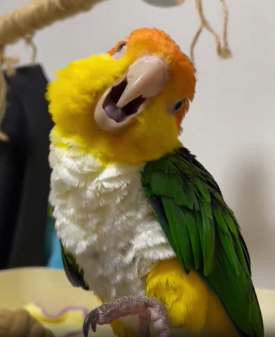 優しげな鳴き声で歌うシロハラインコ