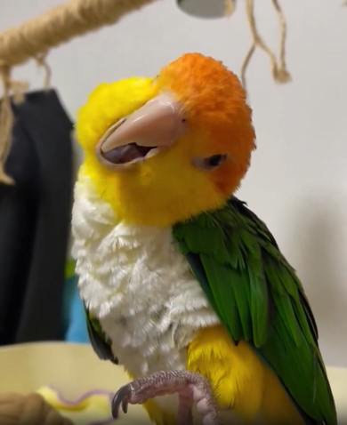 ご機嫌に歌うシロハラインコ