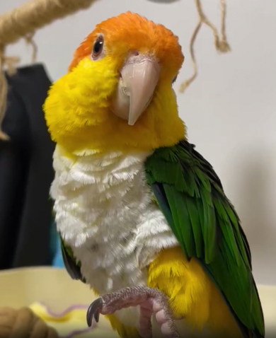 聞いたことのあるBGMを披露するシロハラインコ