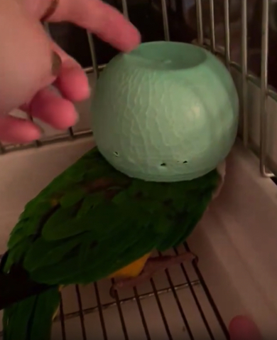 メロンカップの中で眠るシロハラインコ