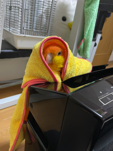 黄色ずきんちゃんになったシロハラインコ