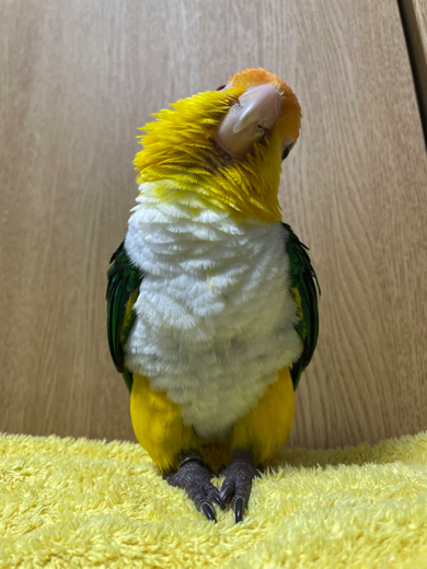 爪を切られて怒っているシロハラインコ