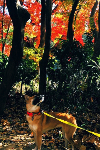 花札のようなワンシーンを捉えたワンコの写真