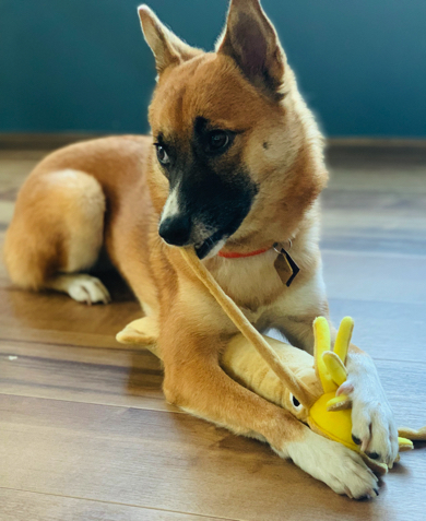 イカのおもちゃと戦うワンコ