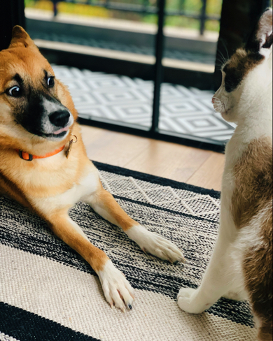 犬と猫の関係性が分かる1枚