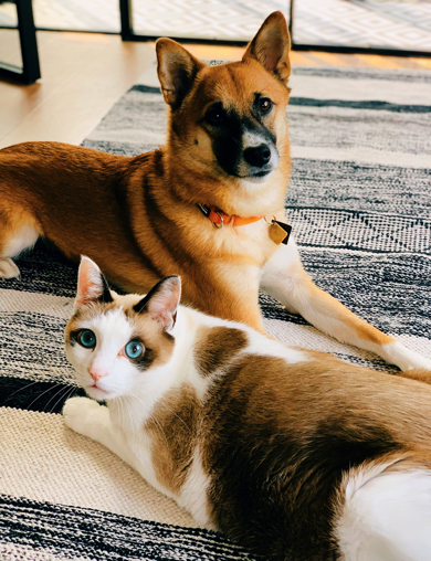 親分（猫）と子分（犬）