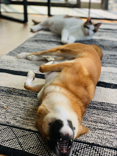 リラックス中のワンコ