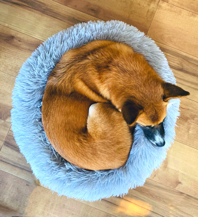 猫用のベッドで眠るワンコ