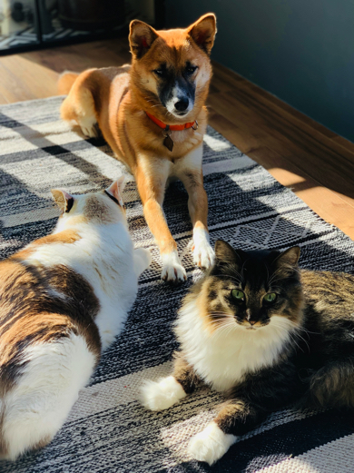 犬猫3匹で日光浴