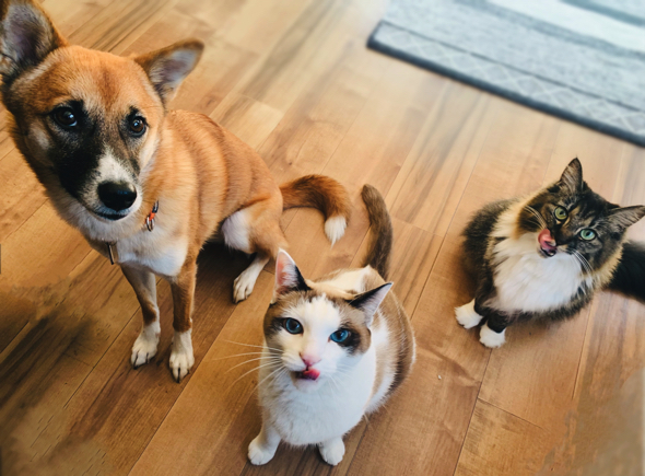 犬猫3匹でおやつ待ち