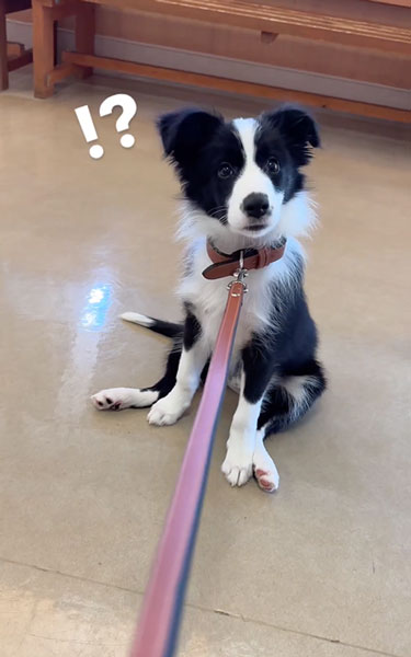 動物病院が怖いワンコ