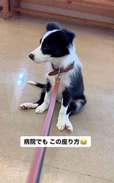 動物病院が怖いワンコ