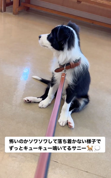 動物病院が怖いワンコ