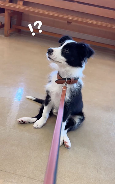 動物病院が怖いワンコ