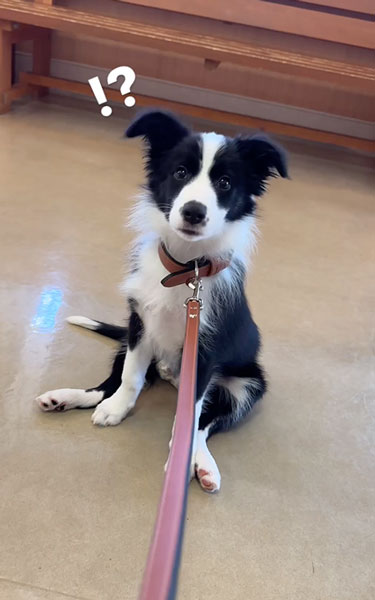 動物病院が怖いワンコ