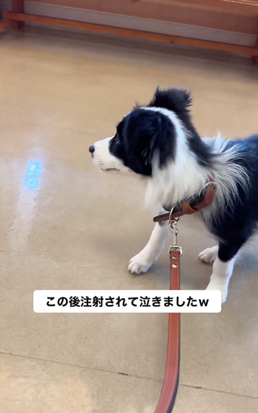 動物病院が怖いワンコ