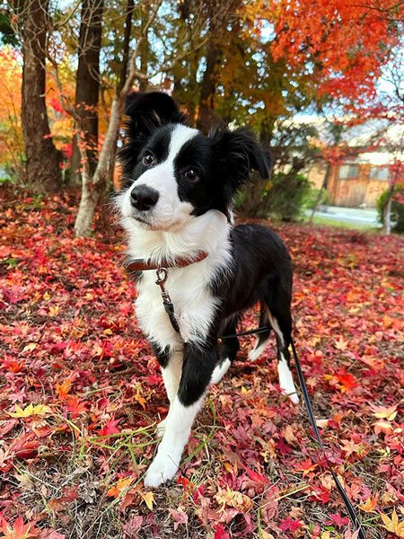 紅葉とワンコ