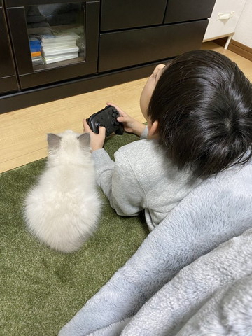 こたつに入る子供と子猫