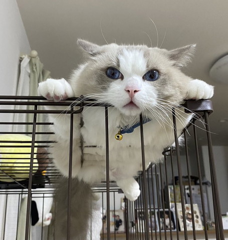 ケージの上に猫