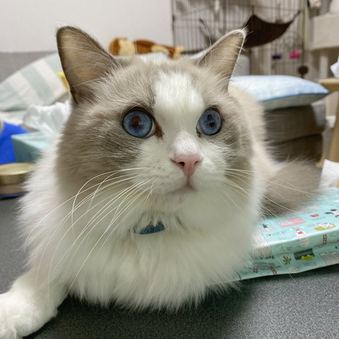 テーブルの上に猫