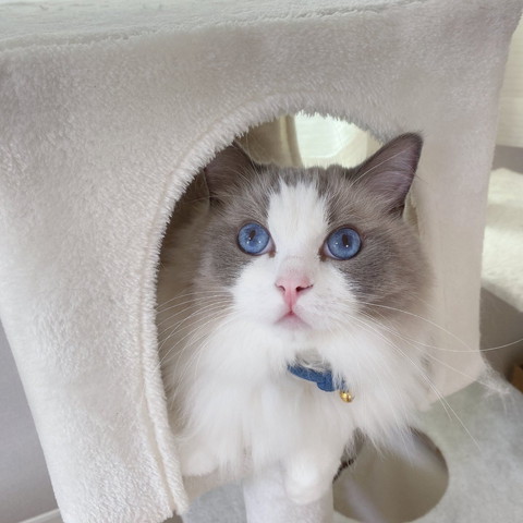 タワーにいる猫