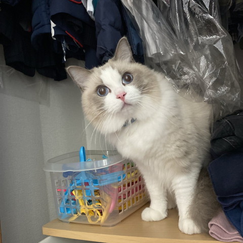 クローゼットに猫