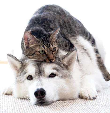 ワンコの上に乗る猫